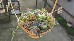 Как сделать мини-садик из суккулентов в корзинке