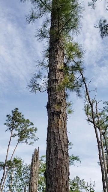 Pond Pine (Pinus serotina) at University of Florida Austin Cary Forest смотреть онлайн