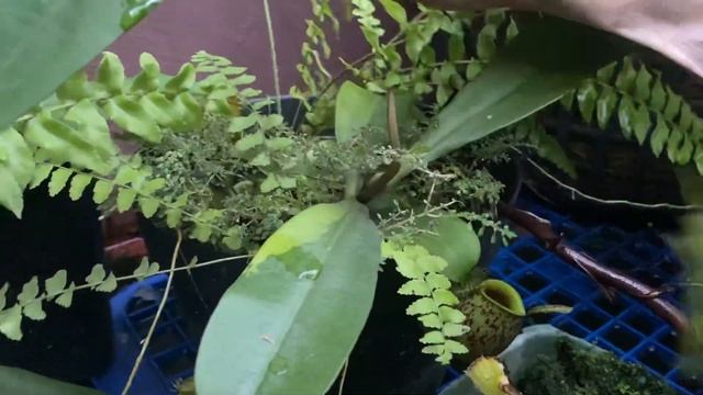 TIPS TO GROW NEPENTHES / KANTONG SEMAR AMPULLARIA (english version) смотреть онлайн