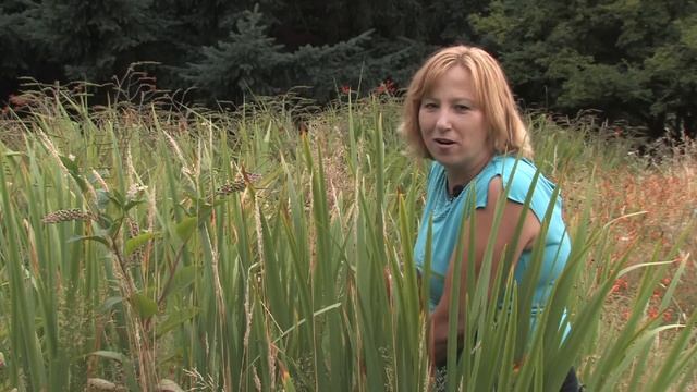 Flower Bulbs : How to Thin Iris Bulbs смотреть онлайн