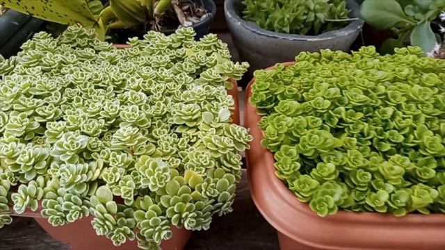 Sedum Makinoi, Sedum Goldmanii, E Senécio Peregrinus.