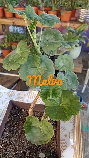 plantita de Malva смотреть онлайн