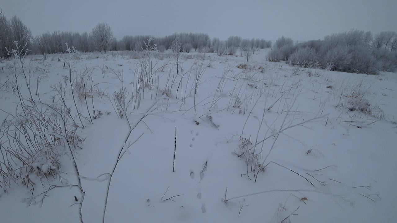 Охота на зайца в Ленинградской области сезон 2024-2025.