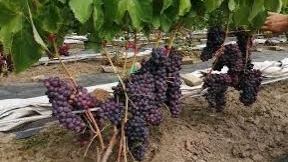 Мускат Изюмский