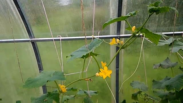 Много огурцов 01.08.2020 смотреть онлайн