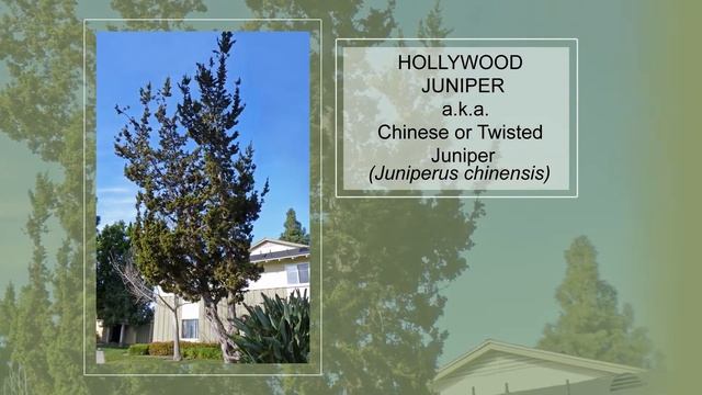 Friendship Tree Walk Guide смотреть онлайн