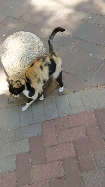 Трехцветная кошка Мяу необычной окраски 😻 Feral calico unusual coloring cat 😸 Kucing lucu 面白い猫 Gato смотреть онлайн