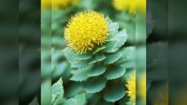 RHODIOLA PLANTS #shorts смотреть онлайн