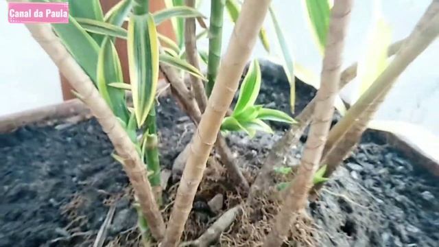 Minhas plantas em vaso cheia de flores смотреть онлайн