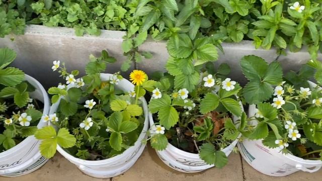 Strawberry & mint plant 2022 смотреть онлайн
