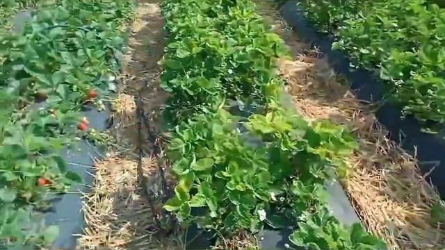 Показуєм, пробуєм, розказуєм! Невеличкий огляд сортів. смотреть онлайн