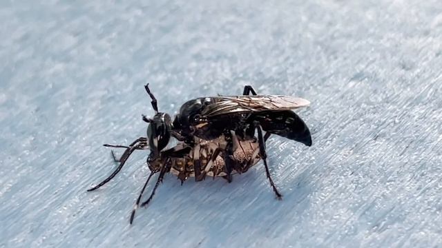 Astata Unicolor Wasp Carrying Brown Marmorated Stinkbug Nymph смотреть онлайн