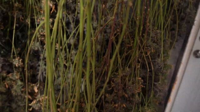 Трансляция номер 128 смотреть онлайн