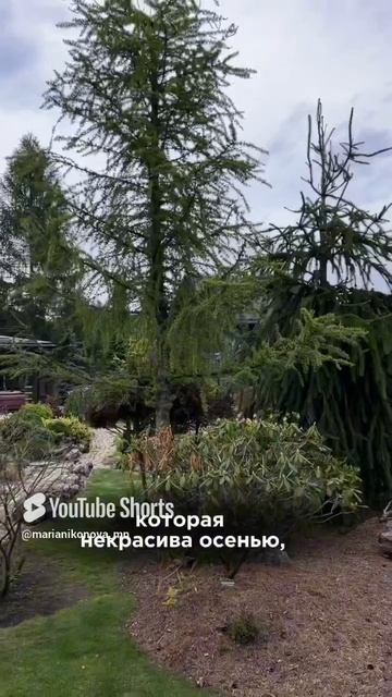 ЛИСТВЕННИЦА ЕВРОПЕЙСКАЯ «LUCEK» смотреть онлайн