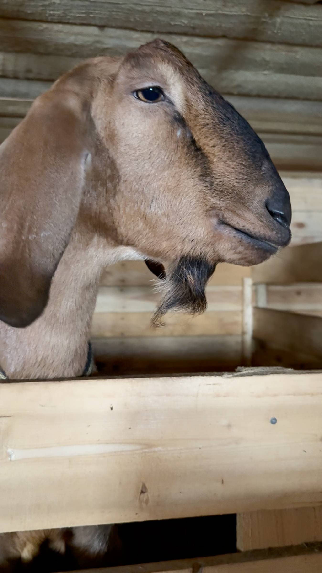 КОЗА - Терапия смотреть онлайн