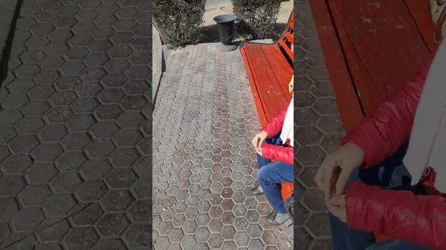 Искорка кормит голубей и воробьев смотреть онлайн