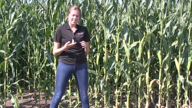 Corn School: The birds and the bees — of corn that, is смотреть онлайн