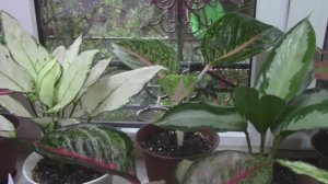 Моя коллекция аглаонем с названиями сортов. Обзор часть 1.