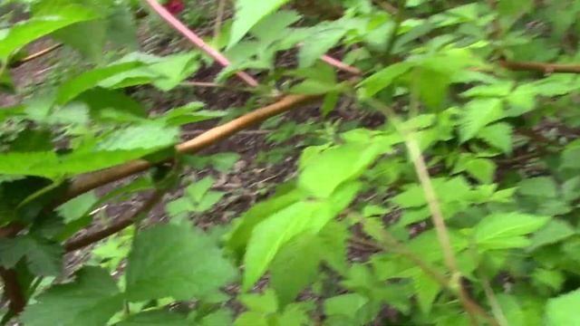 Salmonberry (Rubus spectabilis) смотреть онлайн