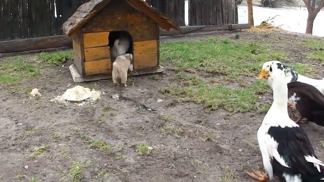 Щенок попросил уток удалиться ! смотреть онлайн
