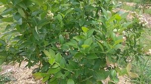 Начало созревания голубики, обзор по сортам. Один из лучших сортов _Спартан_.