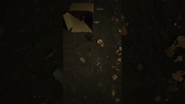 Летучая мышь ШИПИТ, СМОТРЕТЬ СО ЗВУКОМ #летучаямышь #wild смотреть онлайн