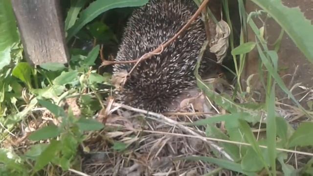 Ежик на даче смотреть онлайн