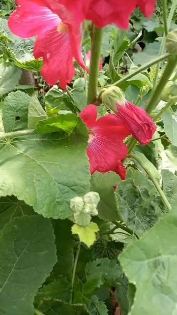 #shortsvideo #цветы #мальва смотреть онлайн