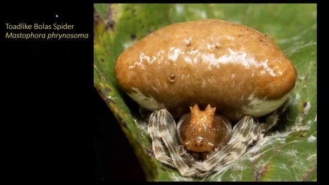 Gardening For Moths With Jim McCormac смотреть онлайн