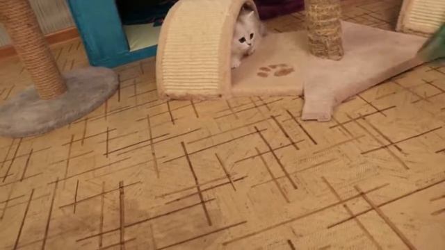 4 Еny Sazo K&S помет E дата рождения 10 01 2017 смотреть онлайн