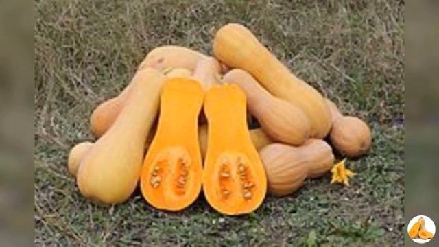 Proteins plant inactivating ribosomes that inhibit viruses смотреть онлайн