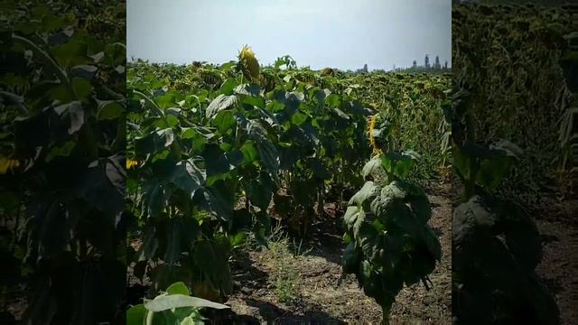 Соняшник 2020 смотреть онлайн