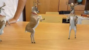 Танцующий олень