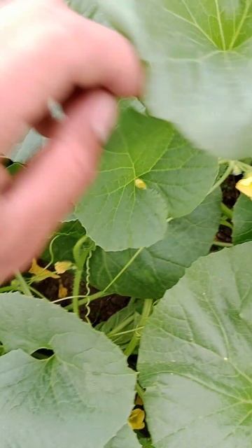 Дыня казачка 244... Санкт-Петербург смотреть онлайн