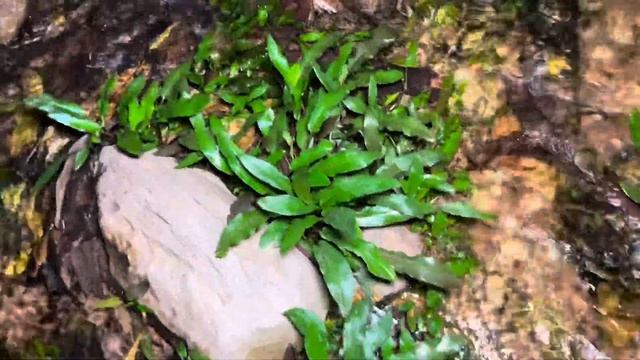 Cryptocoryne wendtii from Wild | Aquarium plant from wild India | AravidManoj смотреть онлайн