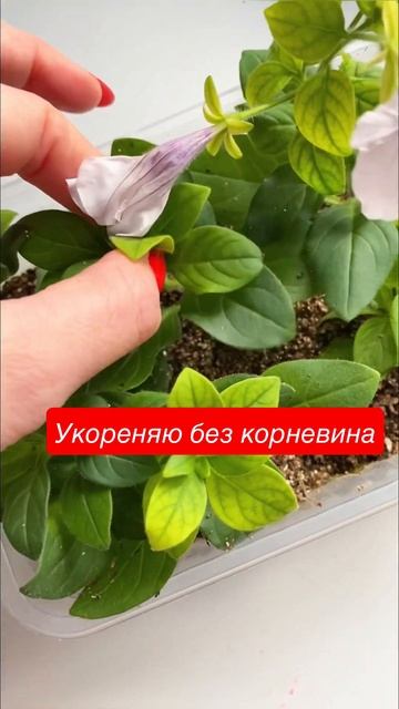 Всегда только так #садоводство #садогород #огород #дворик #петуния #garden смотреть онлайн