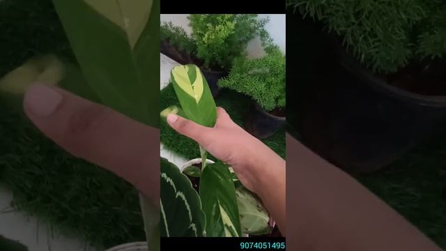 #plants #aglonima #offer #red #sale #garden #gardenscapes #indoor #growth #calathea #channel смотреть онлайн