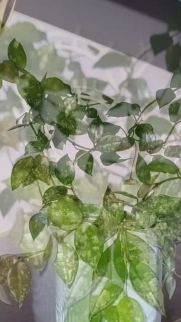 Хойя💮🌿Лакуноза смотреть онлайн