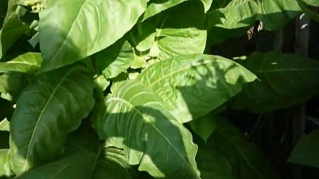 обзор грядок с табаком 17.08.2021 ч.2 смотреть онлайн