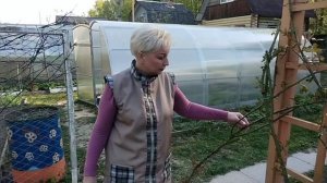 Инфекционный ожог или стеблевой рак розы