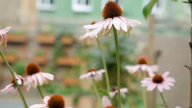 Ехінацея в Kyiv Farm смотреть онлайн
