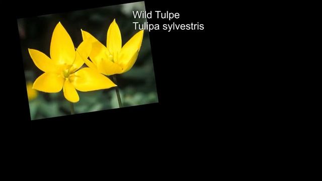 Türkenbund-Lilie, die gefährdete Schönheit смотреть онлайн