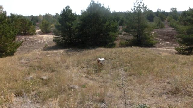 ДОТ на учебном полигоне в/ч 93266, Forst Zinna 25.08.2019 смотреть онлайн