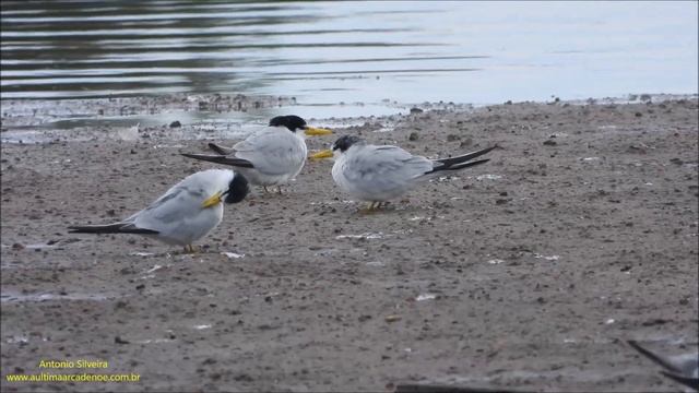 Yellow-billed Tern perched on sand bank (Sternula superciliaris) by Antonio Silveira смотреть онлайн