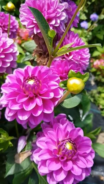 02. 07.2022 #blumen #nature #природа #цветы #dalie #germany #shorts #youtubeshorts смотреть онлайн