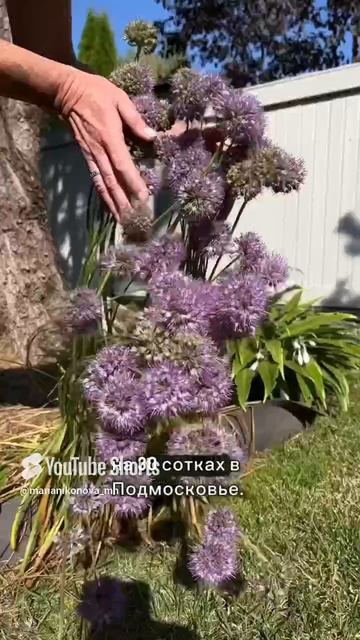 Мой главный принцип при создании сада. смотреть онлайн