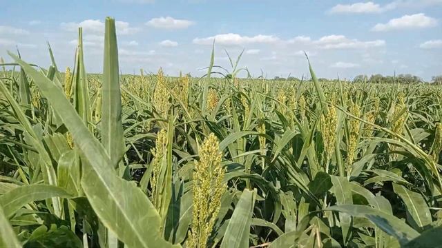 Resultados de la siembra y desarrollo del cultivo de sorgo-grano смотреть онлайн