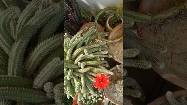 peanut cactus#flowering#cactus#plant#garden смотреть онлайн