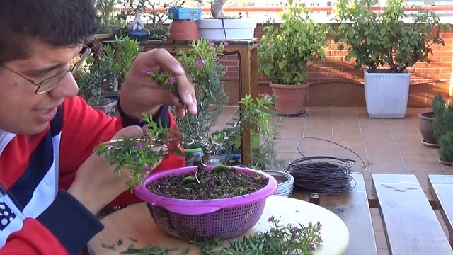 Cuphea Hyssopholia (Trueno de Venus) - Alambrado - (10/10/2016) смотреть онлайн