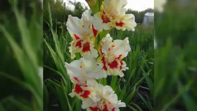 АВЫЛЫМ КИЧЛӘРЕ смотреть онлайн